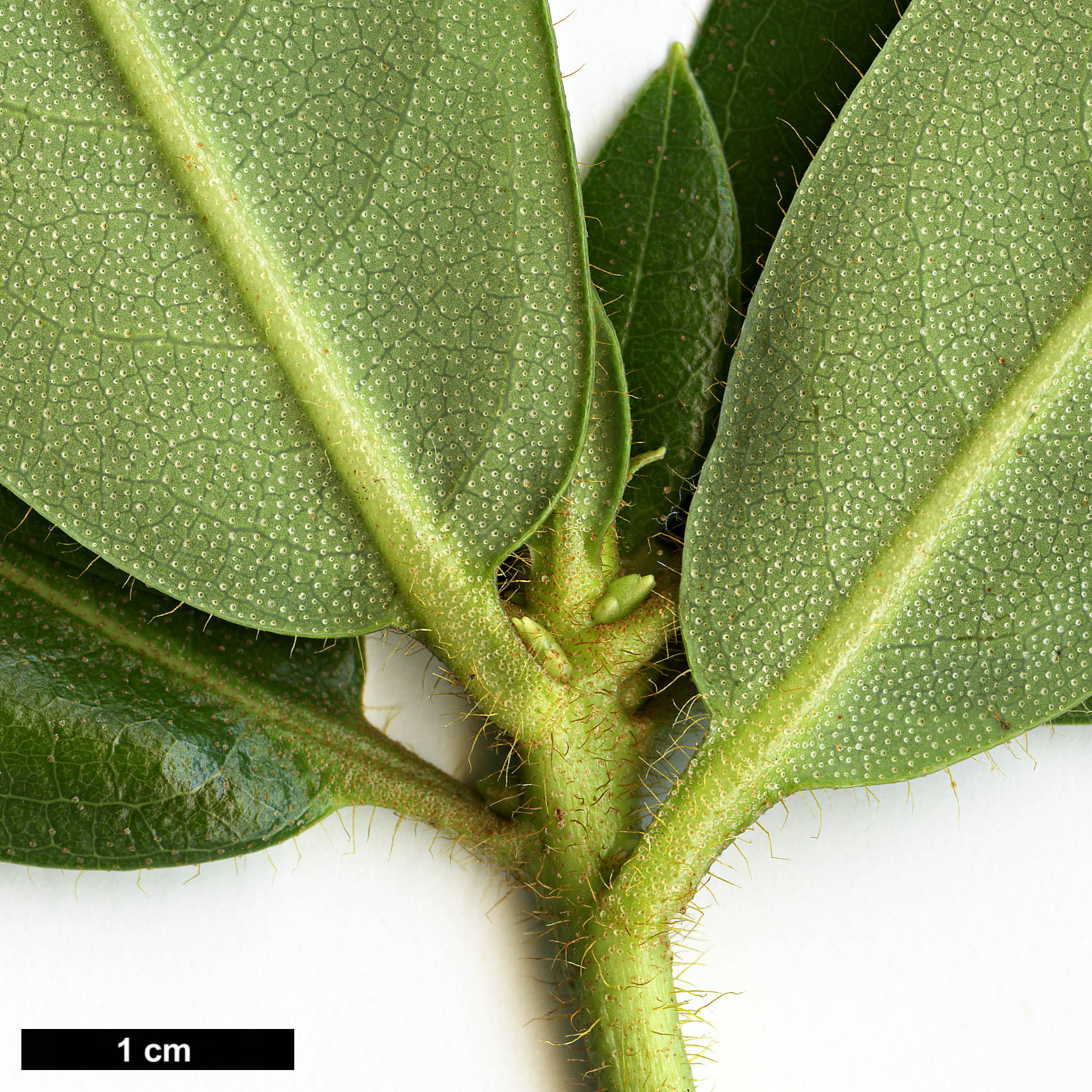 High resolution image: Family: Ericaceae - Genus: Rhododendron - Taxon: aff. lyi